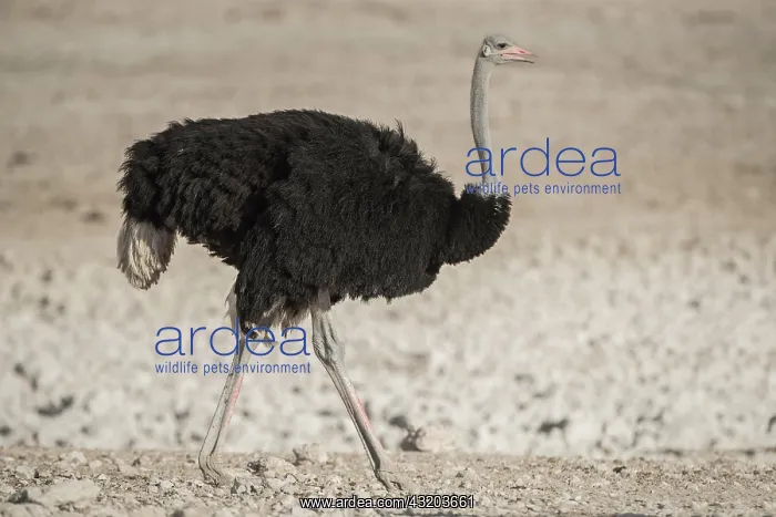 : Common ostrich (Struthio camelus), male, Etosha : Common ostrich (Struthio camelus), male, Etosha