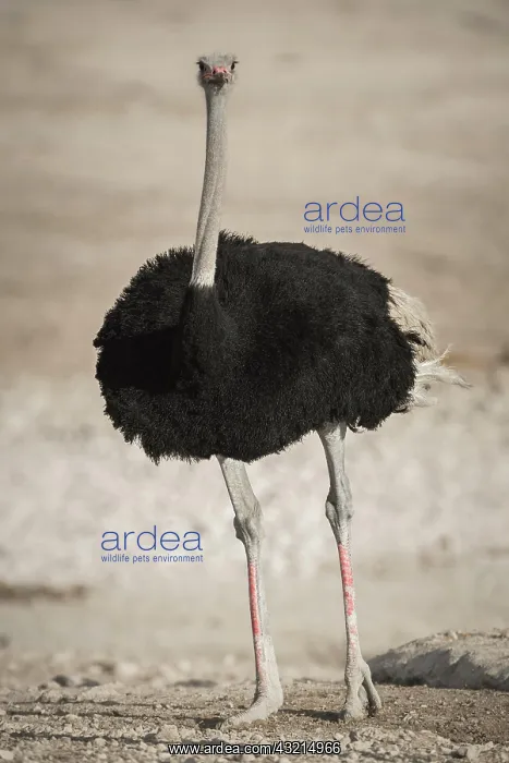 : Common ostrich (Struthio camelus), male, Etosha : Common ostrich (Struthio camelus), male, Etosha
