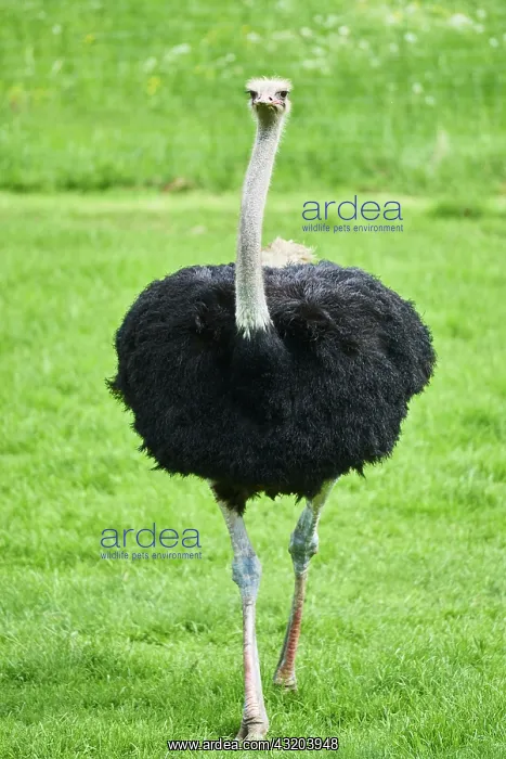  : Common ostrich (Struthio camelus) on a meadow, Bavaria