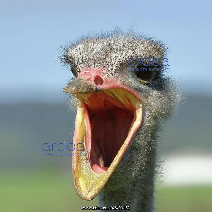 : Common ostrich (Struthio camelus), portrait, with : Common ostrich (Struthio camelus), portrait, with