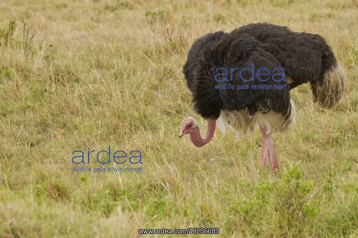 : Common Ostrich (Struthio carnelus), male, Kenya : Common Ostrich (Struthio carnelus), male, Kenya