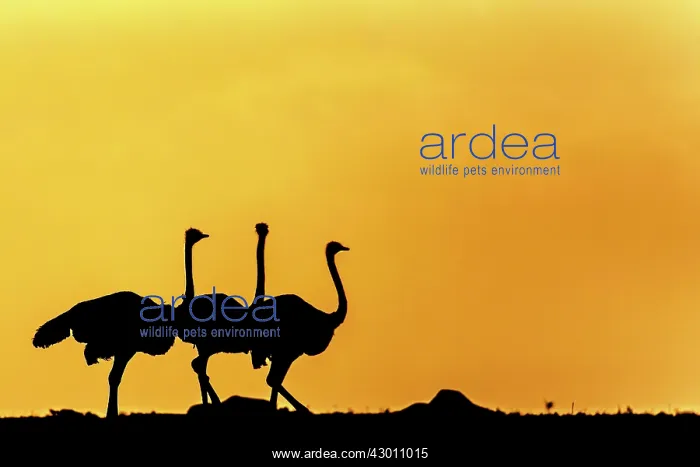 : Common Ostriches silhouetted at sunrise Masai Mara : Common Ostriches silhouetted at sunrise Masai Mara