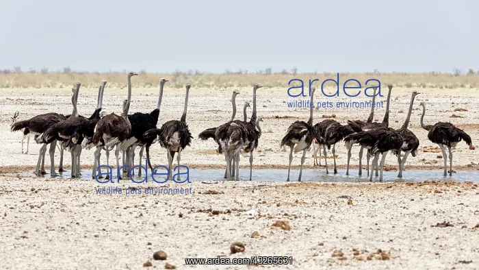: Common ostriches (Struthio camelus), Etosha, Namibia : Common ostriches (Struthio camelus), Etosha, Namibia