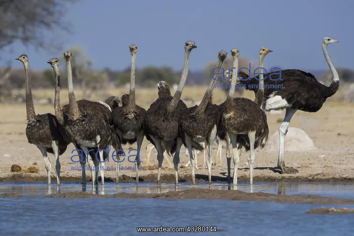 : Common ostriches (Struthio camelus), animal group : Common ostriches (Struthio camelus), animal group