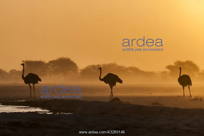 : Common ostriches (Struthio camelus), three animals : Common ostriches (Struthio camelus), three animals