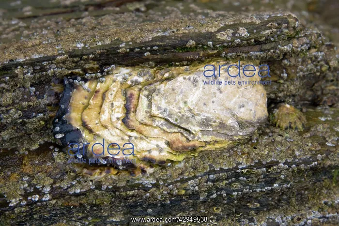 : Common Oyster - individual exposed at low tide : Common Oyster - individual exposed at low tide