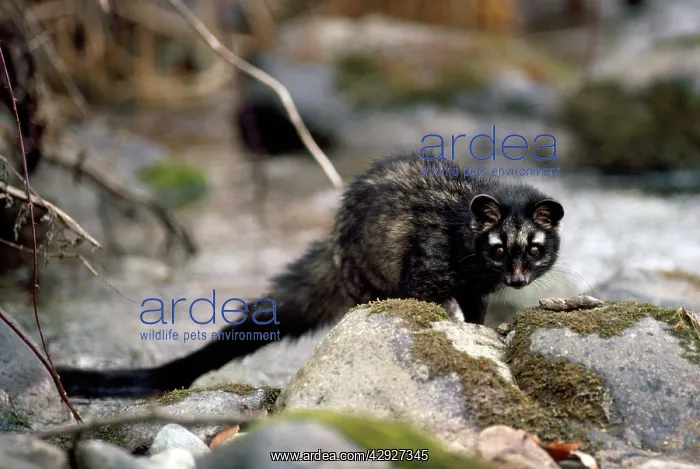 : Common Palm Civet / Toddy Cat : Common Palm Civet / Toddy Cat