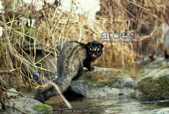: Common Palm Civet / Toddy Cat : Common Palm Civet / Toddy Cat