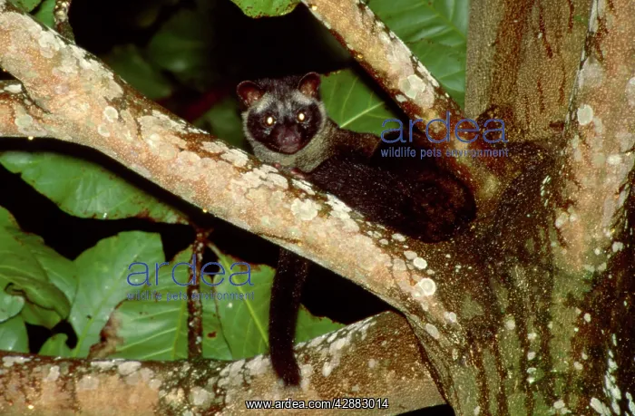 : Common Palm Civet - In tree : Common Palm Civet - In tree