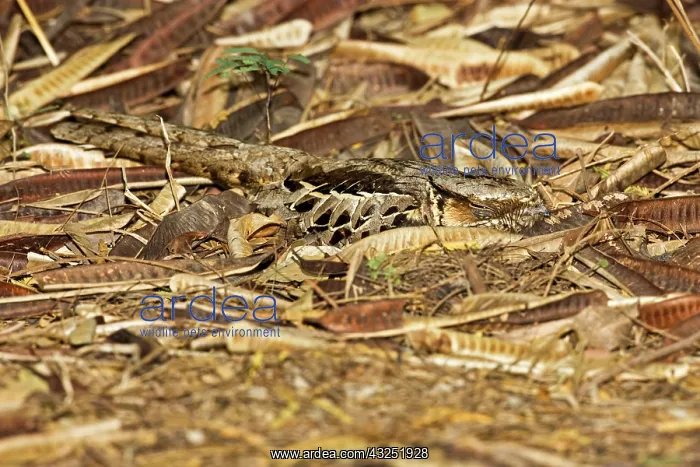 : Common Paraque (Nyctidromus albicollis) : Common Paraque (Nyctidromus albicollis)