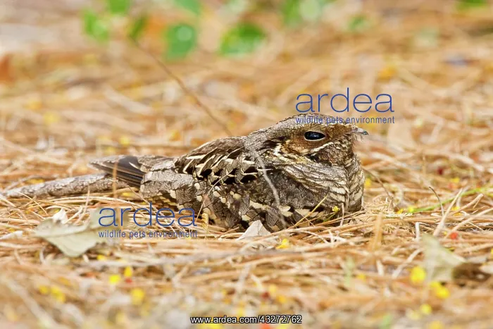 : Common Paraque (Nyctidromus albicollis) : Common Paraque (Nyctidromus albicollis)