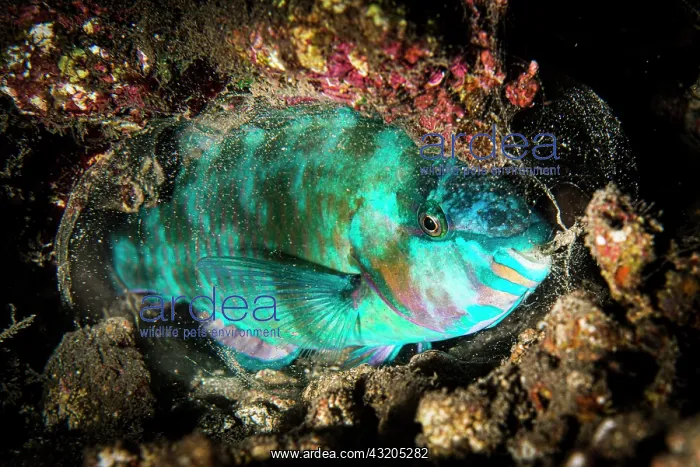 : Common parrotfish (Scarus psittacus) in its night : Common parrotfish (Scarus psittacus) in its night