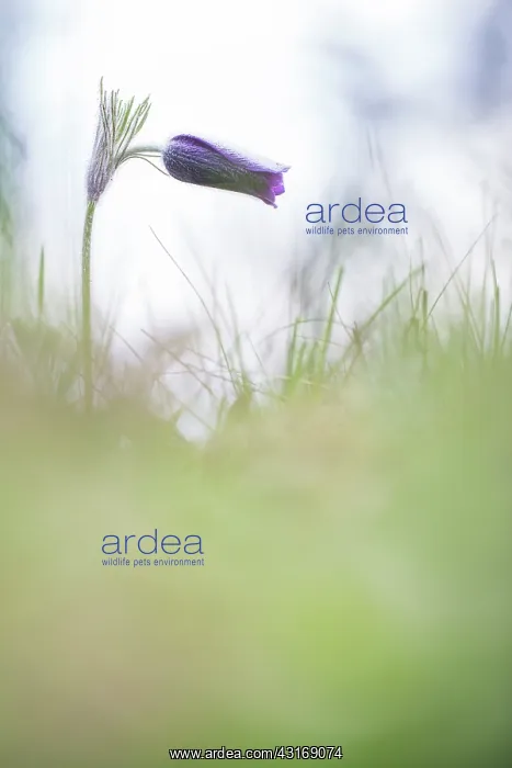 : Common pasque flower : Common pasque flower