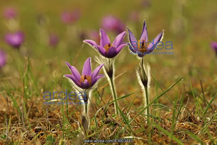 : Common Pasque Flower / Pasqueflower / Dane's Blood : Common Pasque Flower / Pasqueflower / Dane's Blood