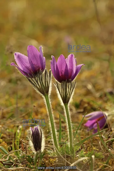: Common Pasque Flower / Pasqueflower / Dane's Blood : Common Pasque Flower / Pasqueflower / Dane's Blood