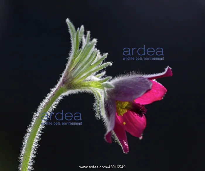 : Common Pasque Flower / Pasqueflower / Dane's Blood May : Common Pasque Flower / Pasqueflower / Dane's Blood May