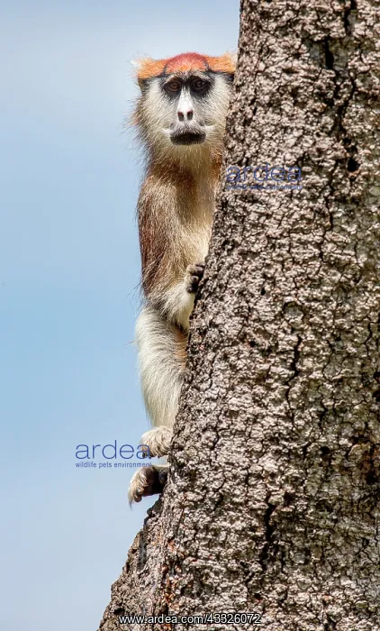 : Common patas monkey (Erythrocebus patas) is sitt : Common patas monkey (Erythrocebus patas) is sitt