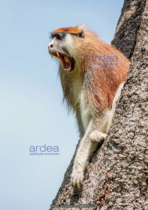 : Common patas monkey (Erythrocebus patas) is sitt : Common patas monkey (Erythrocebus patas) is sitt