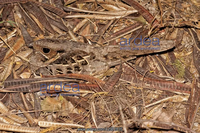 : Common Pauraque : Common Pauraque