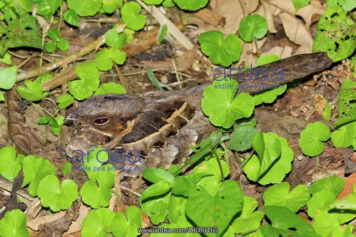 : Common Pauraque : Common Pauraque
