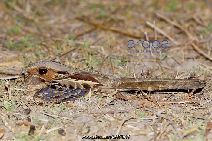 : Common Pauraque : Common Pauraque