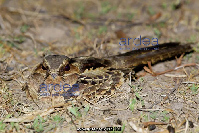 : Common Pauraque : Common Pauraque