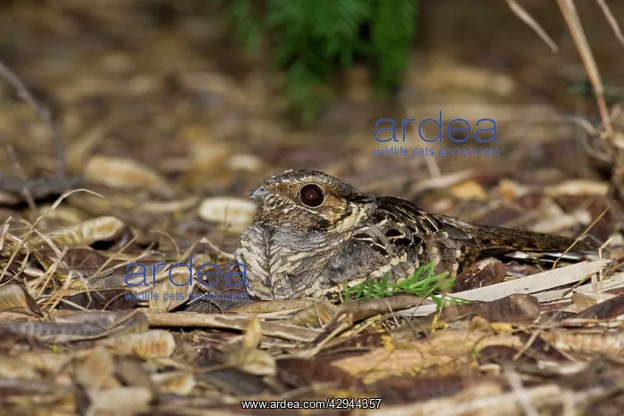 : Common Pauraque nest : Common Pauraque nest