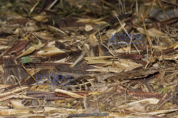 : Common Pauraque - in nest : Common Pauraque - in nest