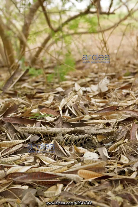 : Common Pauraque - in nest : Common Pauraque - in nest