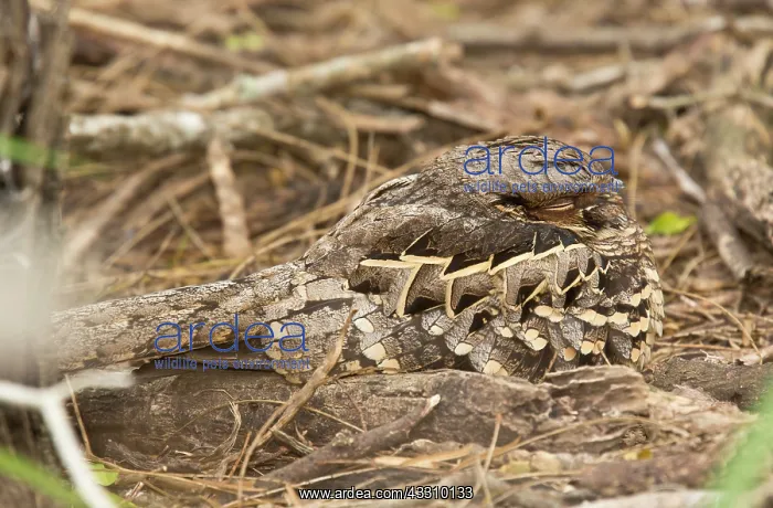 : Common Pauraque - roosting during the daytime : Common Pauraque - roosting during the daytime
