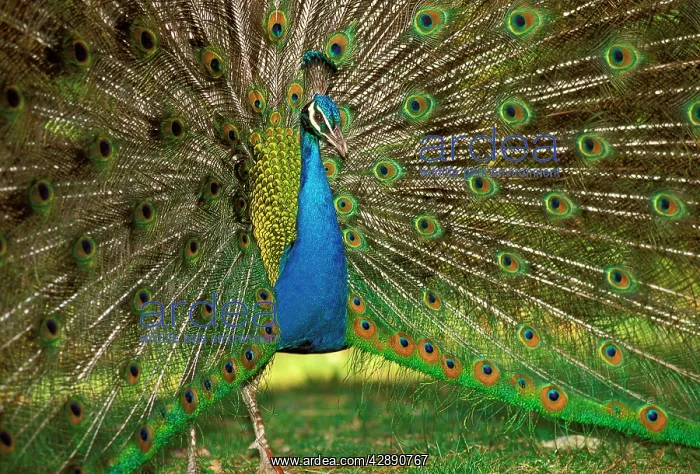 : Common Peacock - Displaying : Common Peacock - Displaying