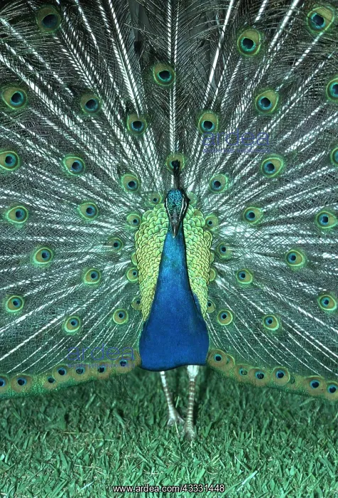 : Common PEACOCK / PEAFOWL - male displaying : Common PEACOCK / PEAFOWL - male displaying