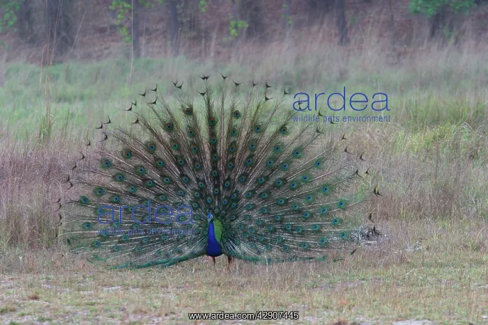 : Common Peacock / Peafowl - male displaying tail plumage : Common Peacock / Peafowl - male displaying tail plumage