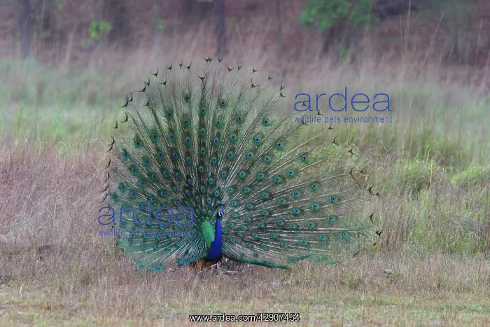 : Common Peacock / Peafowl - male displaying tail plumage : Common Peacock / Peafowl - male displaying tail plumage