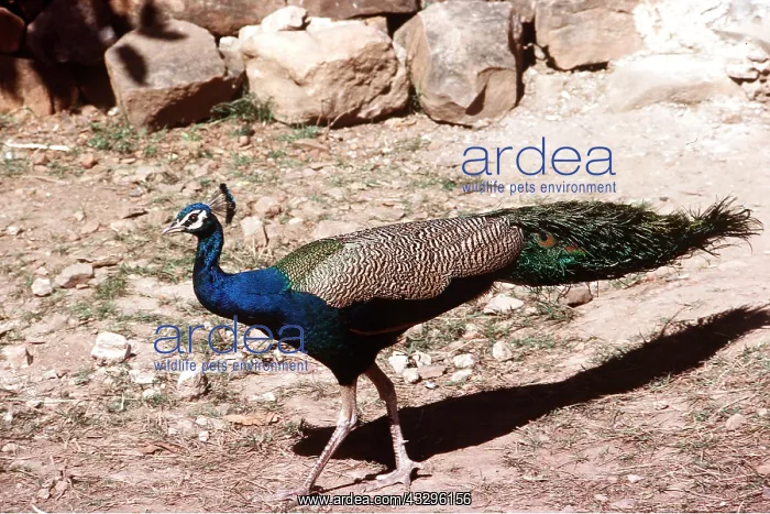 : Common PEACOCK / PEAFOWL - male, side view : Common PEACOCK / PEAFOWL - male, side view