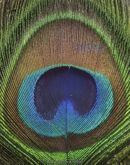 : Common Peafowl Feather : Common Peafowl Feather