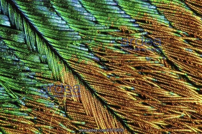 : Common Peafowl Feather : Common Peafowl Feather