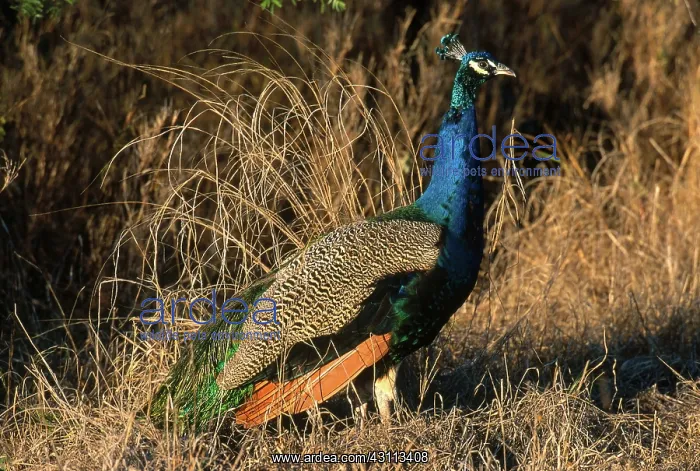 : Common Peafowl (Pavo cristatus) : Common Peafowl (Pavo cristatus)