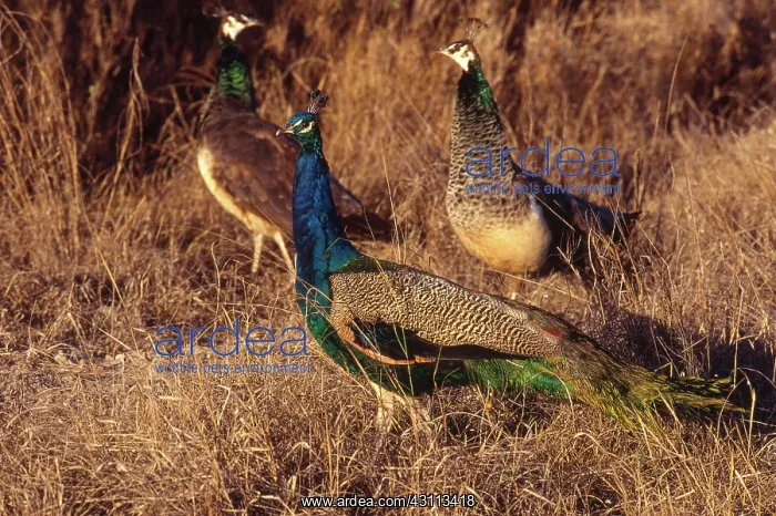 : Common Peafowl (Pavo cristatus) : Common Peafowl (Pavo cristatus)