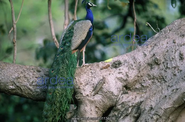 : Common Peafowl (Pavo cristatus) : Common Peafowl (Pavo cristatus)