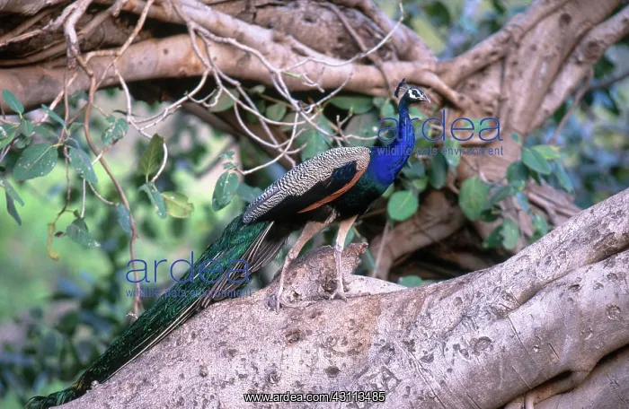 : Common Peafowl (Pavo cristatus) : Common Peafowl (Pavo cristatus)