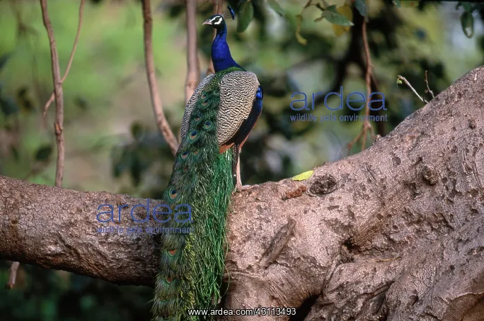 : Common Peafowl (Pavo cristatus) : Common Peafowl (Pavo cristatus)