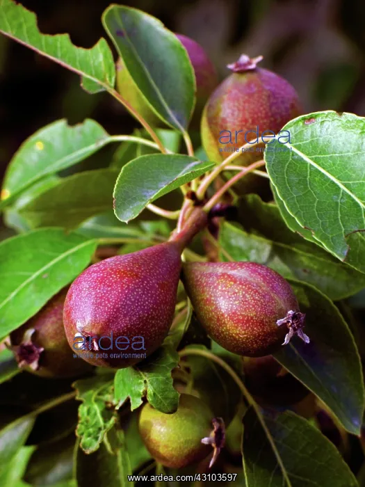 : Pears. Common Pear (Pyrus communis). Umbria, Italy : Pears. Common Pear (Pyrus communis). Umbria, Italy