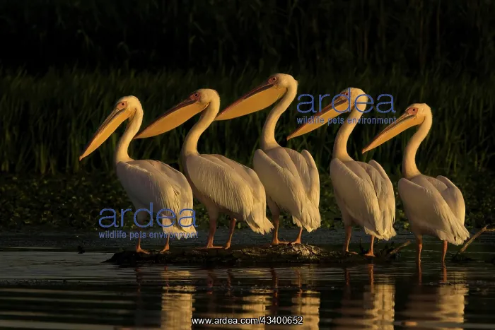 : Common pelican (Pelecanus onocrotalus) Danube Delta : Common pelican (Pelecanus onocrotalus) Danube Delta