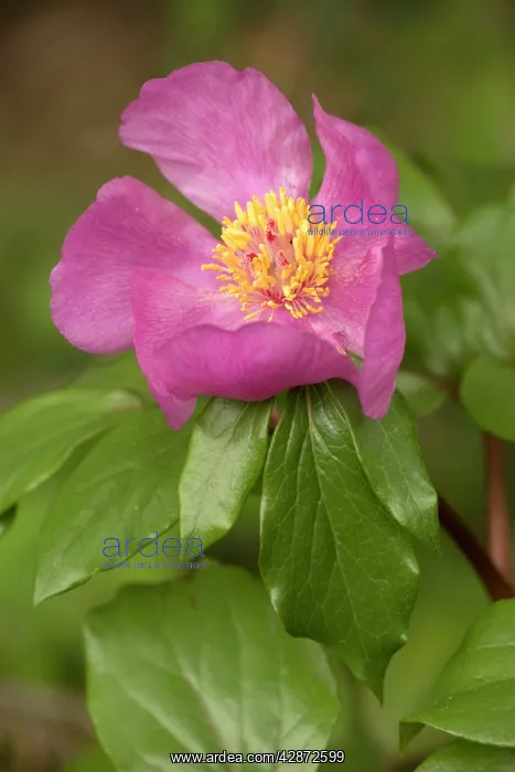 : Common Peony in flower : Common Peony in flower