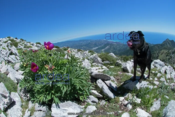 : Common peony flower and dog - ligurian alps Italy : Common peony flower and dog - ligurian alps Italy