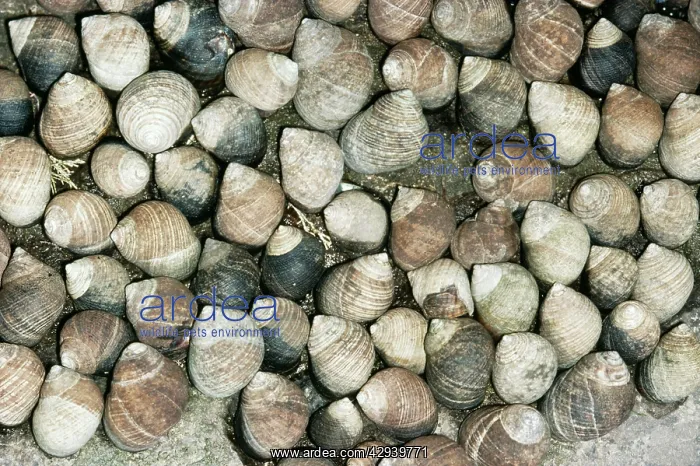 : Common Periwinkle : Common Periwinkle