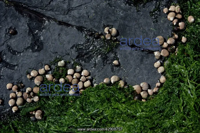 : Common Periwinkle - grazing on algae at low tide : Common Periwinkle - grazing on algae at low tide