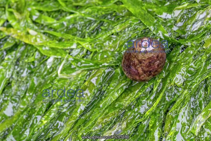 : Common Periwinkle - on Gutweed - UK : Common Periwinkle - on Gutweed - UK