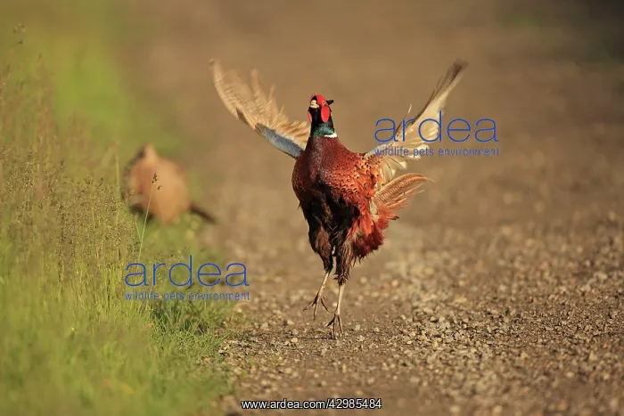 : Common Pheasant : Common Pheasant